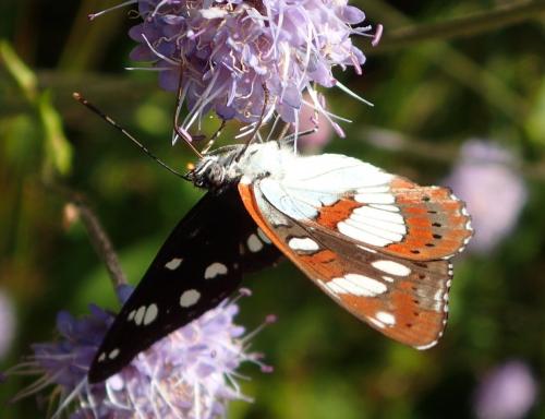 Limenitis reducta